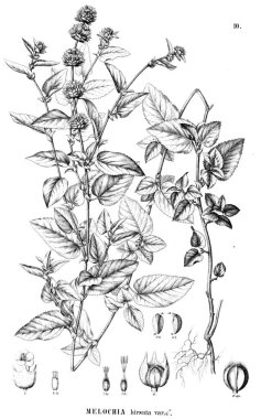 Bitki çizimi. Eski illüstrasyon