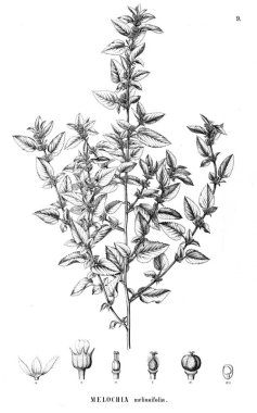 Bitki çizimi. Eski illüstrasyon