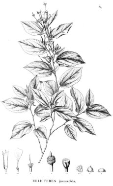 Bitki çizimi. Eski illüstrasyon