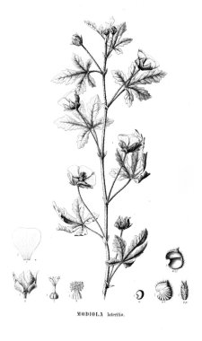 Bitki çizimi. Eski illüstrasyon