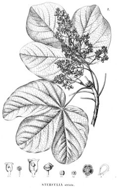 Bitki çizimi. Eski illüstrasyon