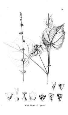 Bitki çizimi. Eski illüstrasyon