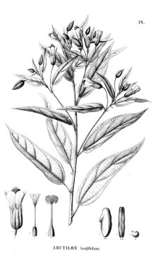 Bitki çizimi. Eski illüstrasyon