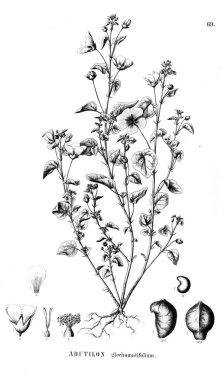 Bitki çizimi. Eski illüstrasyon