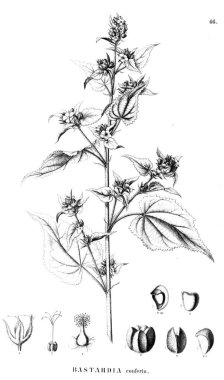 Bitki çizimi. Eski illüstrasyon