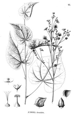 Bitki çizimi. Eski illüstrasyon