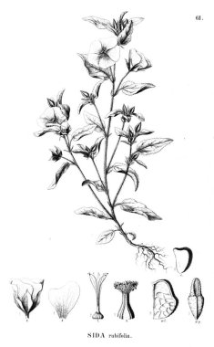 Bitki çizimi. Eski illüstrasyon