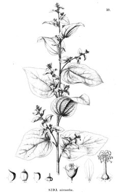 Bitki çizimi. Eski illüstrasyon