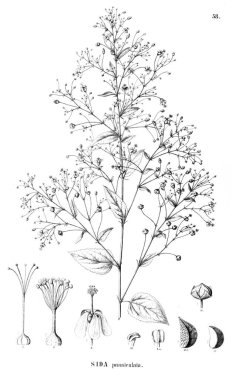 Bitki çizimi. Eski illüstrasyon