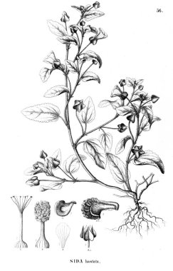 Bitki çizimi. Eski illüstrasyon