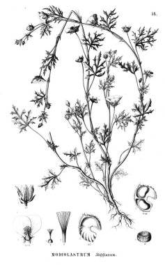 Bitki çizimi. Eski illüstrasyon