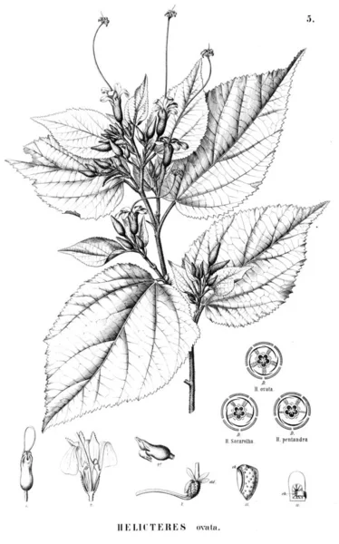 植物的例证 旧插图 — 图库照片