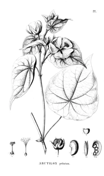 Иллюстрация Растения Старая Иллюстрация — стоковое фото