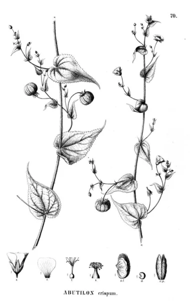 植物のイラスト 古いイラスト — ストック写真