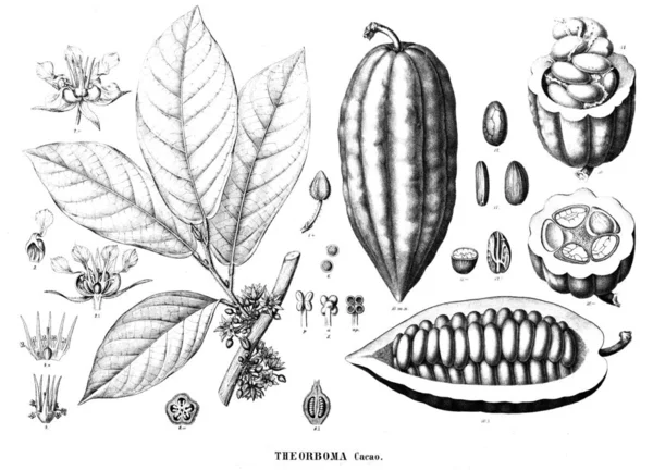 Illustrazione Del Cacao Vecchia Illustrazione — Foto Stock