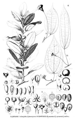 Bitki çizimi. Eski illüstrasyon