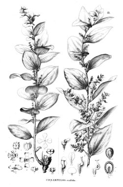 Bitki çizimi. Eski illüstrasyon