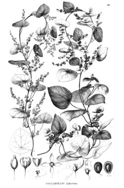 Bitki çizimi. Eski illüstrasyon