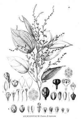 Bitki çizimi. Eski illüstrasyon