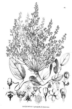 Bitki çizimi. Eski illüstrasyon