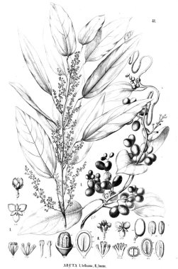 Bitki çizimi. Eski illüstrasyon