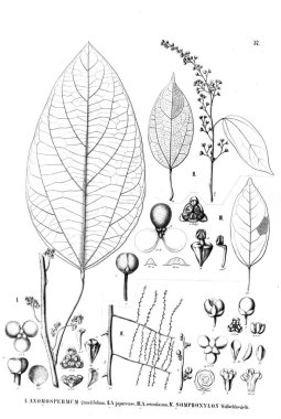 Bitki çizimi. Eski illüstrasyon