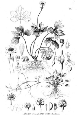 Bitki çizimi. Eski illüstrasyon