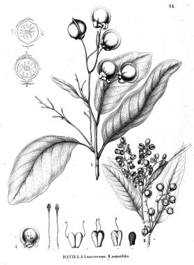 Bitki çizimi. Eski illüstrasyon