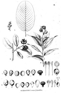 Bitki çizimi. Eski illüstrasyon