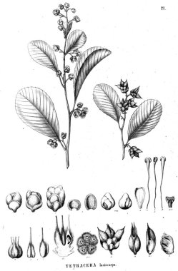 Bitki çizimi. Eski illüstrasyon