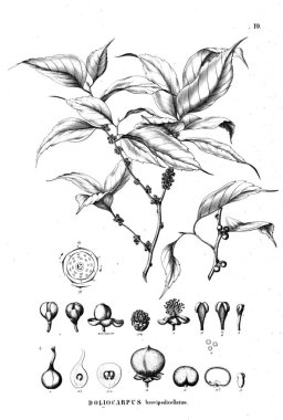 Bitki çizimi. Eski illüstrasyon