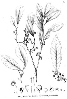 Bitki çizimi. Eski illüstrasyon