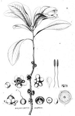 Bitki çizimi. Eski illüstrasyon