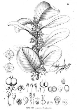 Bitki çizimi. Eski illüstrasyon