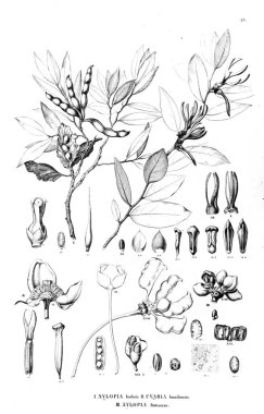 Bitki çizimi. Eski illüstrasyon