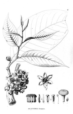 Bitki çizimi. Eski illüstrasyon