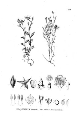 Bitki çizimi. Eski illüstrasyon