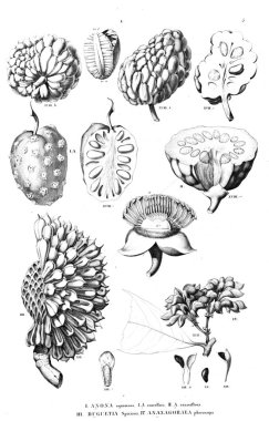 Bitki çizimi. Eski illüstrasyon