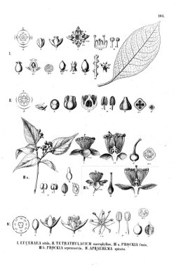 Bitki çizimi. Eski illüstrasyon