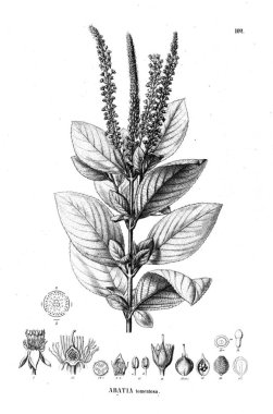 Bitki çizimi. Eski illüstrasyon