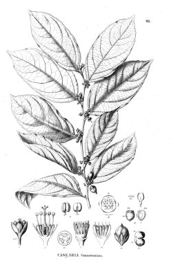 Bitki çizimi. Eski illüstrasyon