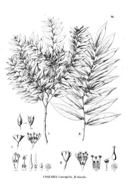 Bitki çizimi. Eski illüstrasyon