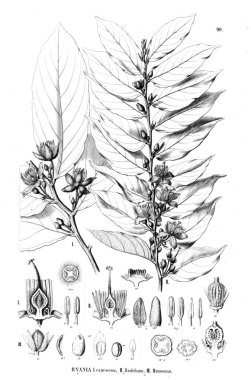 Bitki çizimi. Eski illüstrasyon