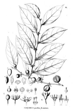 Bitki çizimi. Eski illüstrasyon