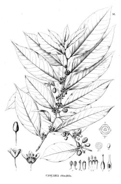 Bitki çizimi. Eski illüstrasyon