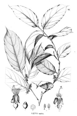 Bitki çizimi. Eski illüstrasyon