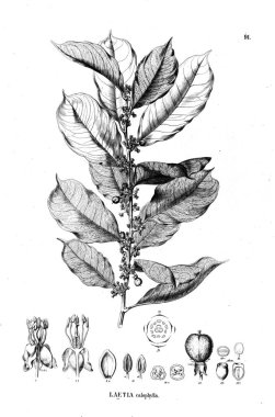 Bitki çizimi. Eski illüstrasyon