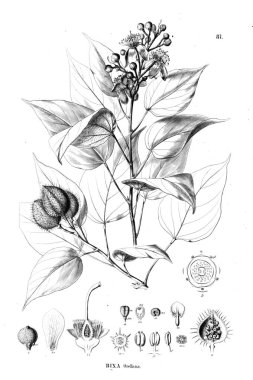 Bitki çizimi. Eski illüstrasyon