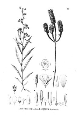 Bitki çizimi. Eski illüstrasyon