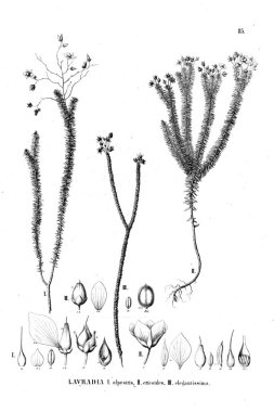 Bitki çizimi. Eski illüstrasyon